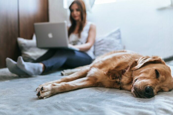 Person on bed with laptop and dog next to them - how often should you change your sheets