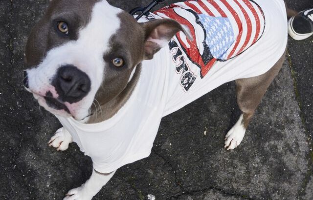 Dog Tee