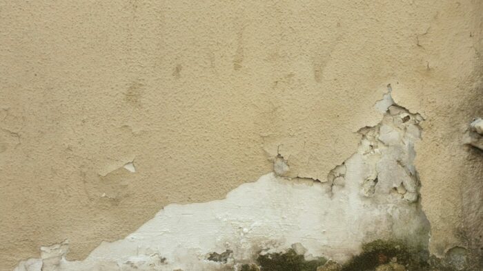damp wall peeling and flaking student houses