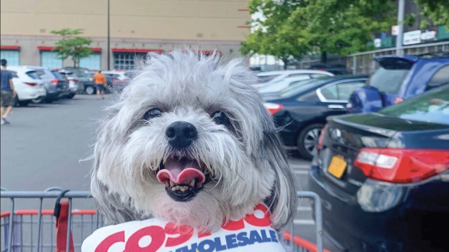 Costco Membership Worth It In 2026? Membership Types, Prices And More
